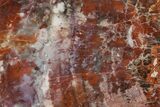 Polished, Petrified Wood (Araucarioxylon) - Arizona #207338-1
